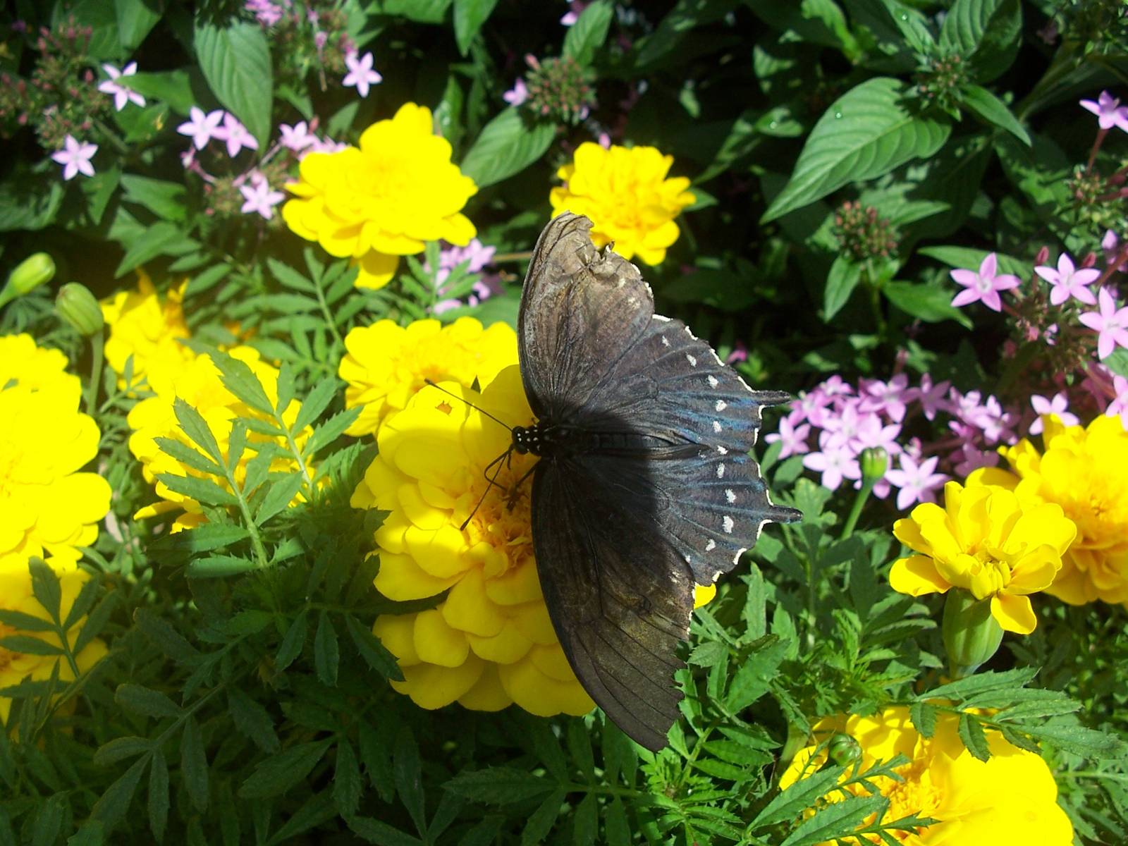 Powell Gardens Festival of Butterflies - Kingsville, Missouri