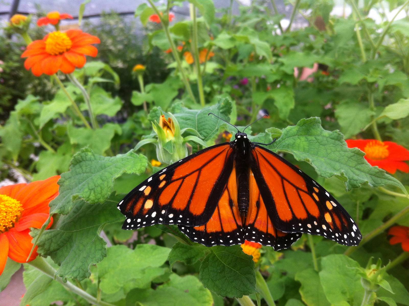 Powell Gardens - Kingsville, Missouri