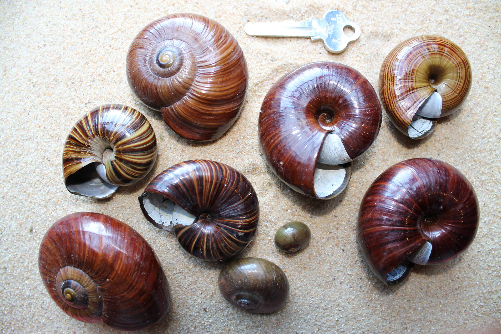 Powelliphanta shells