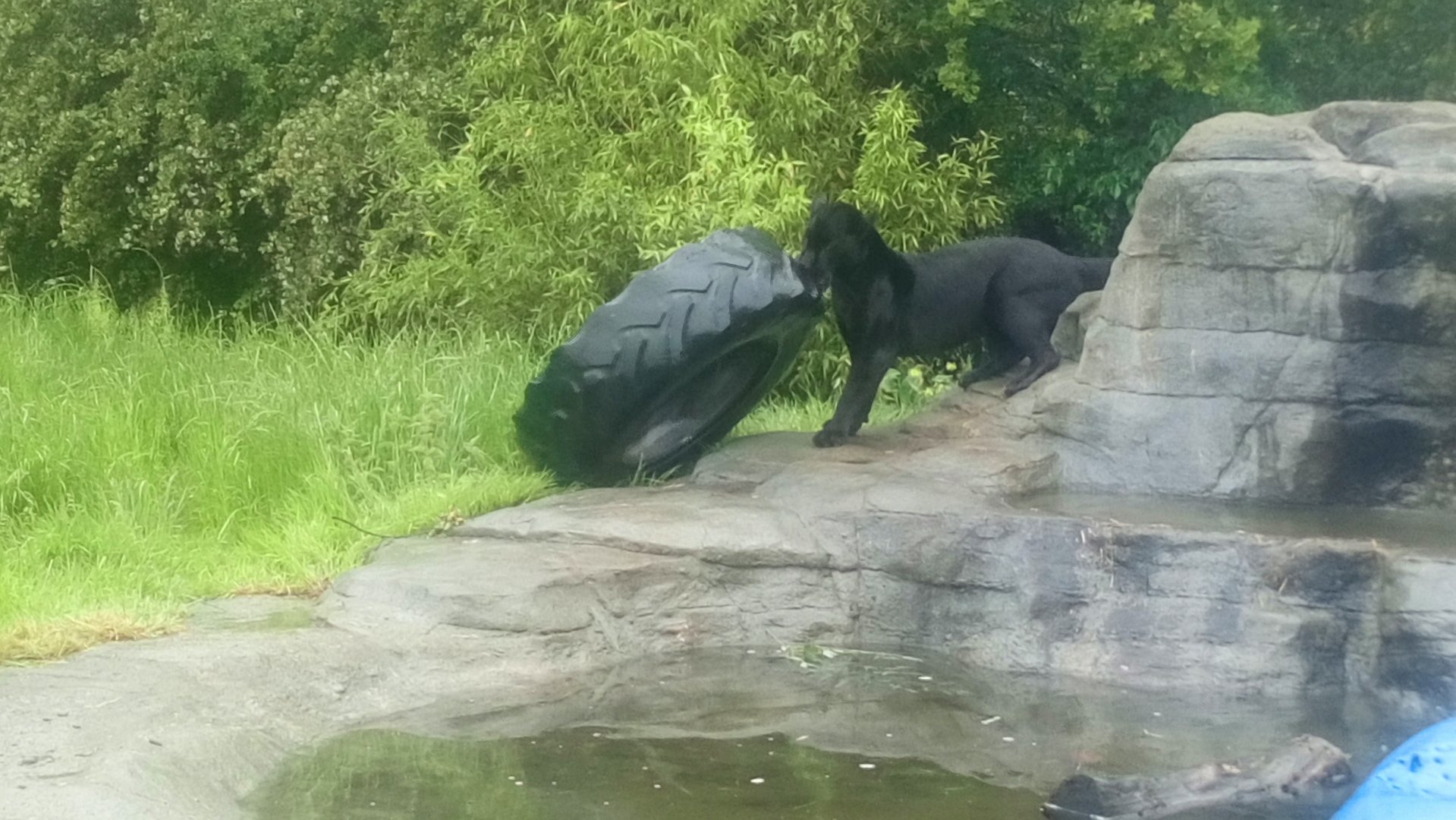 Power of a jaguar's Jaws 4/6/21