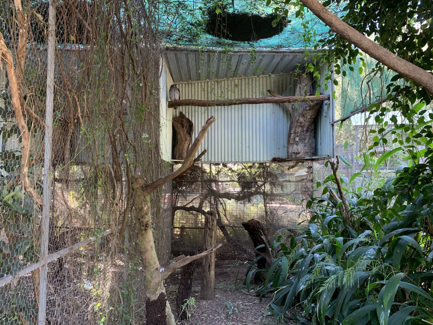 Powerful Owl Aviary