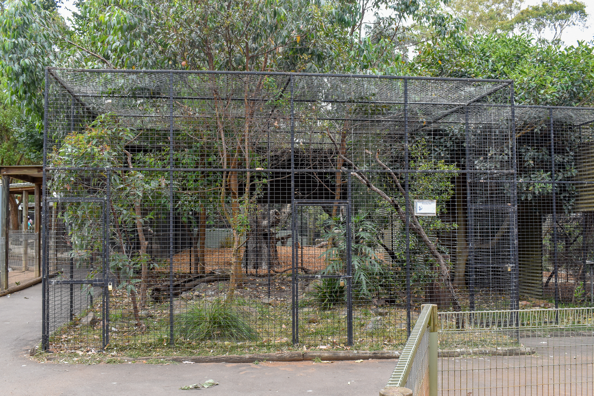 Powerful Owl Aviary