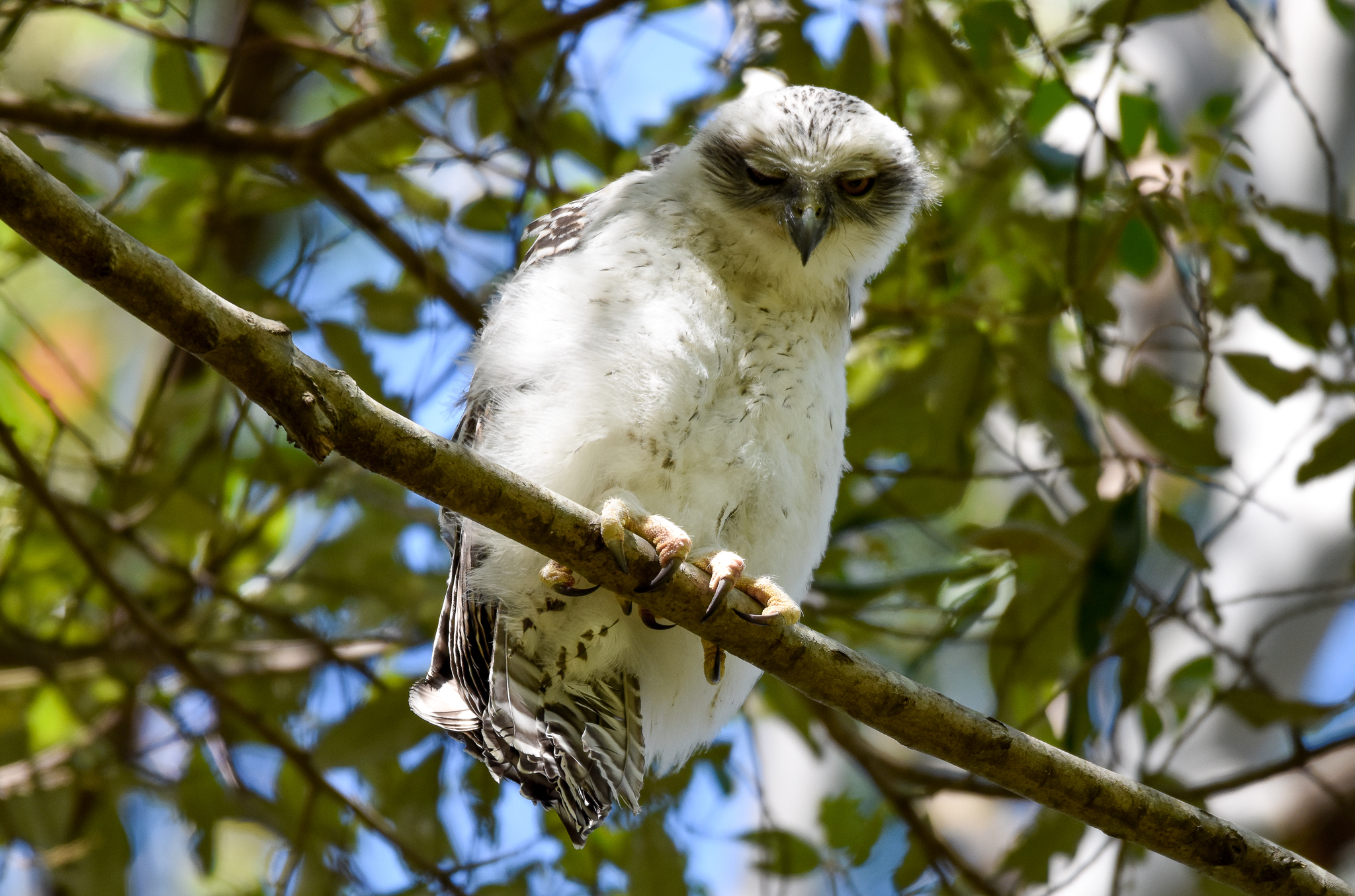 Powerful Owl Chick