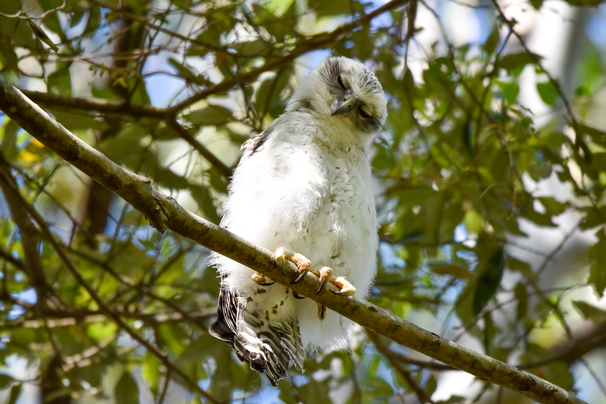 Powerful Owl Chick