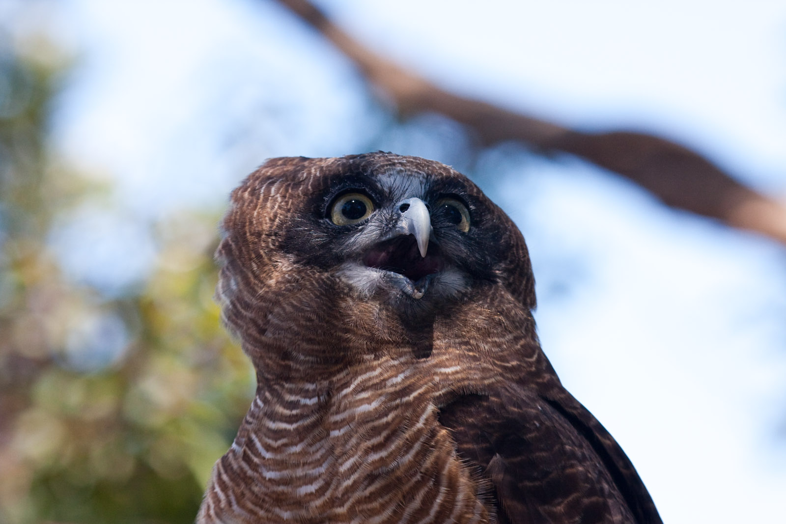 Powerful Owl - Jan 2009