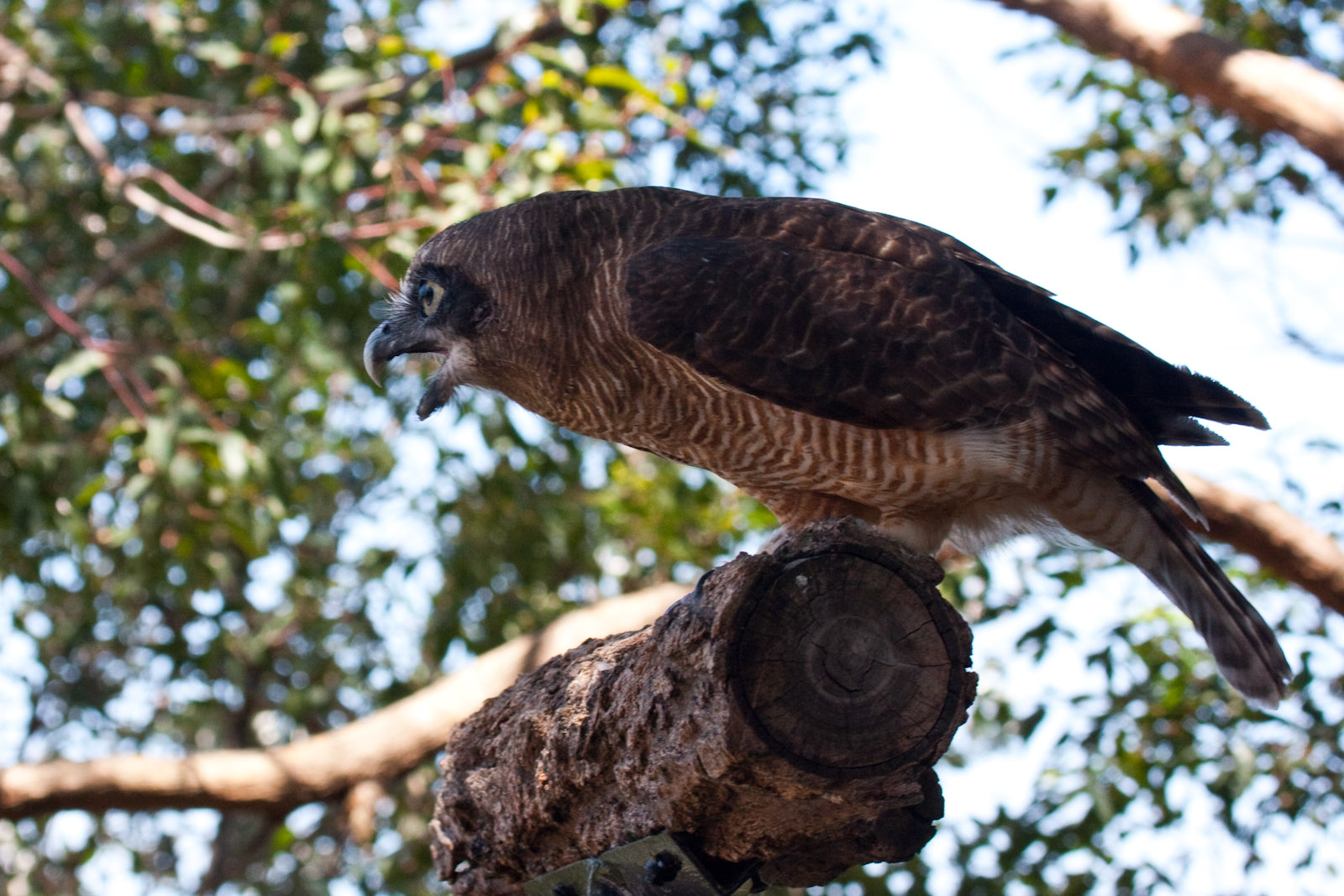 Powerful Owl - Jan 2009