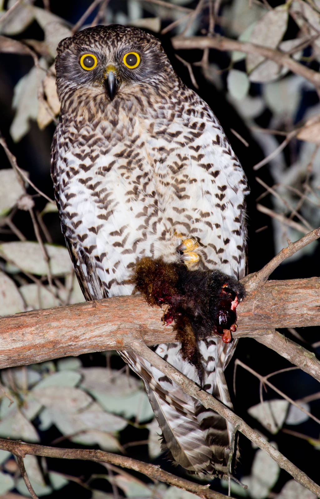 Powerful Owl with Dinner
