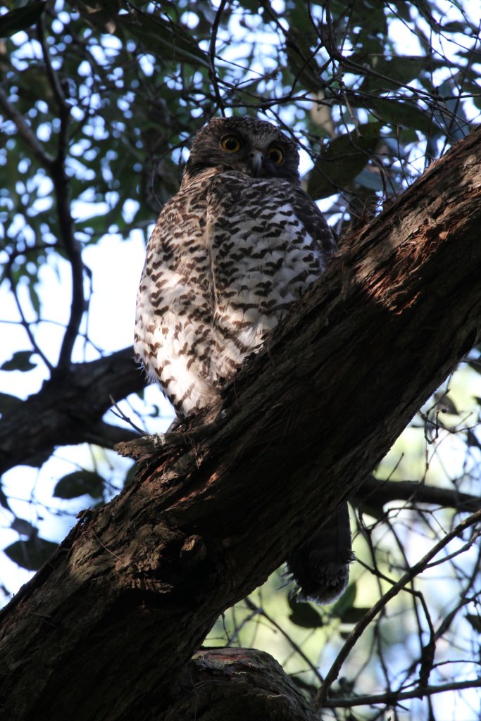 Powerful Owl