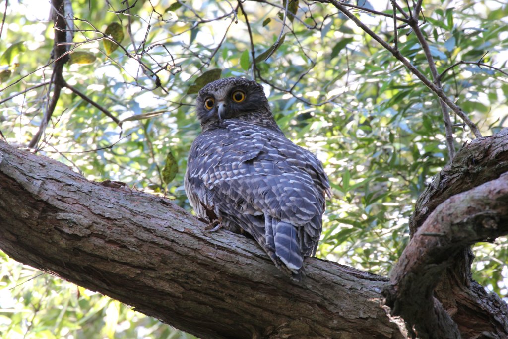 Powerful Owl