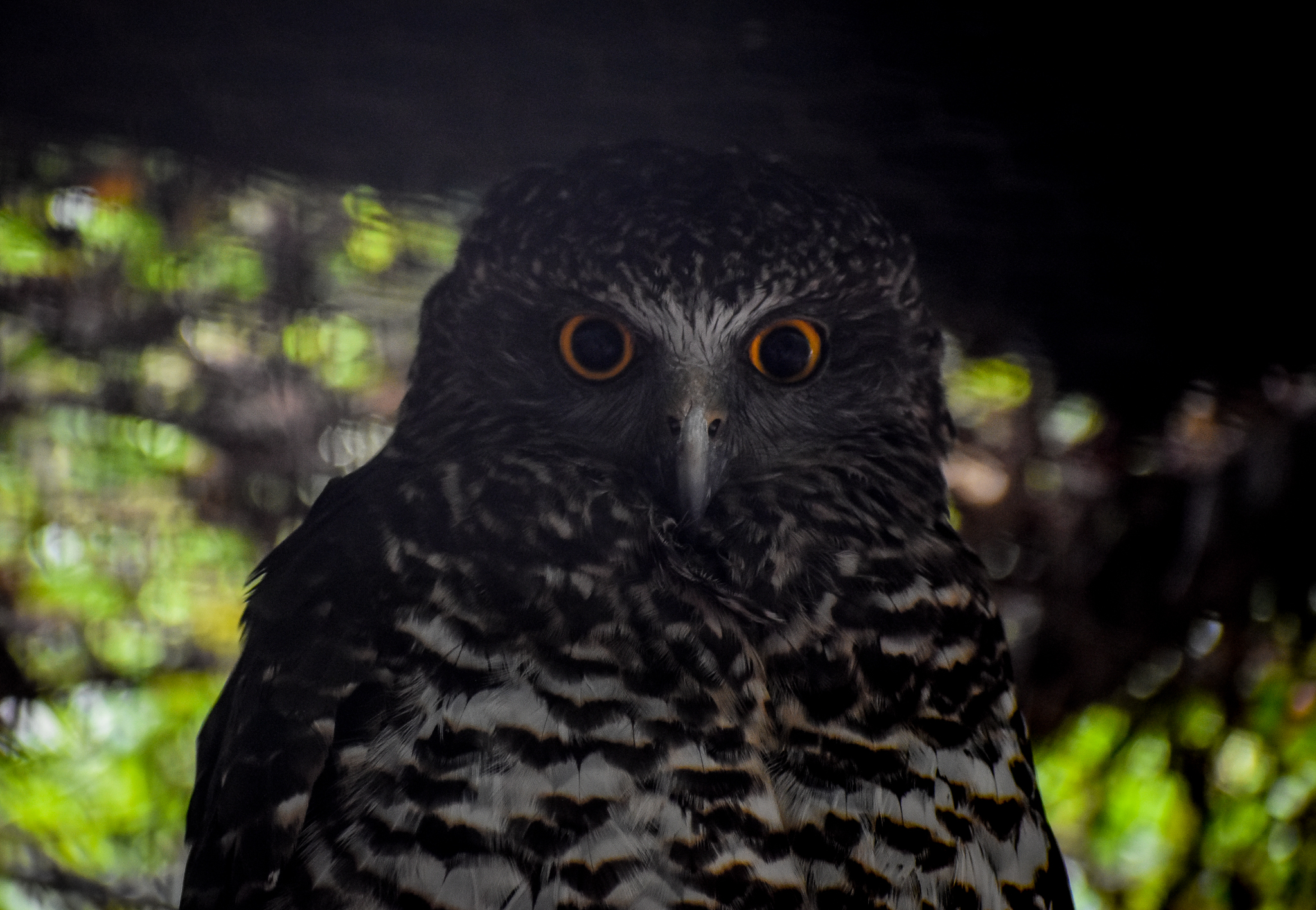 Powerful Owl