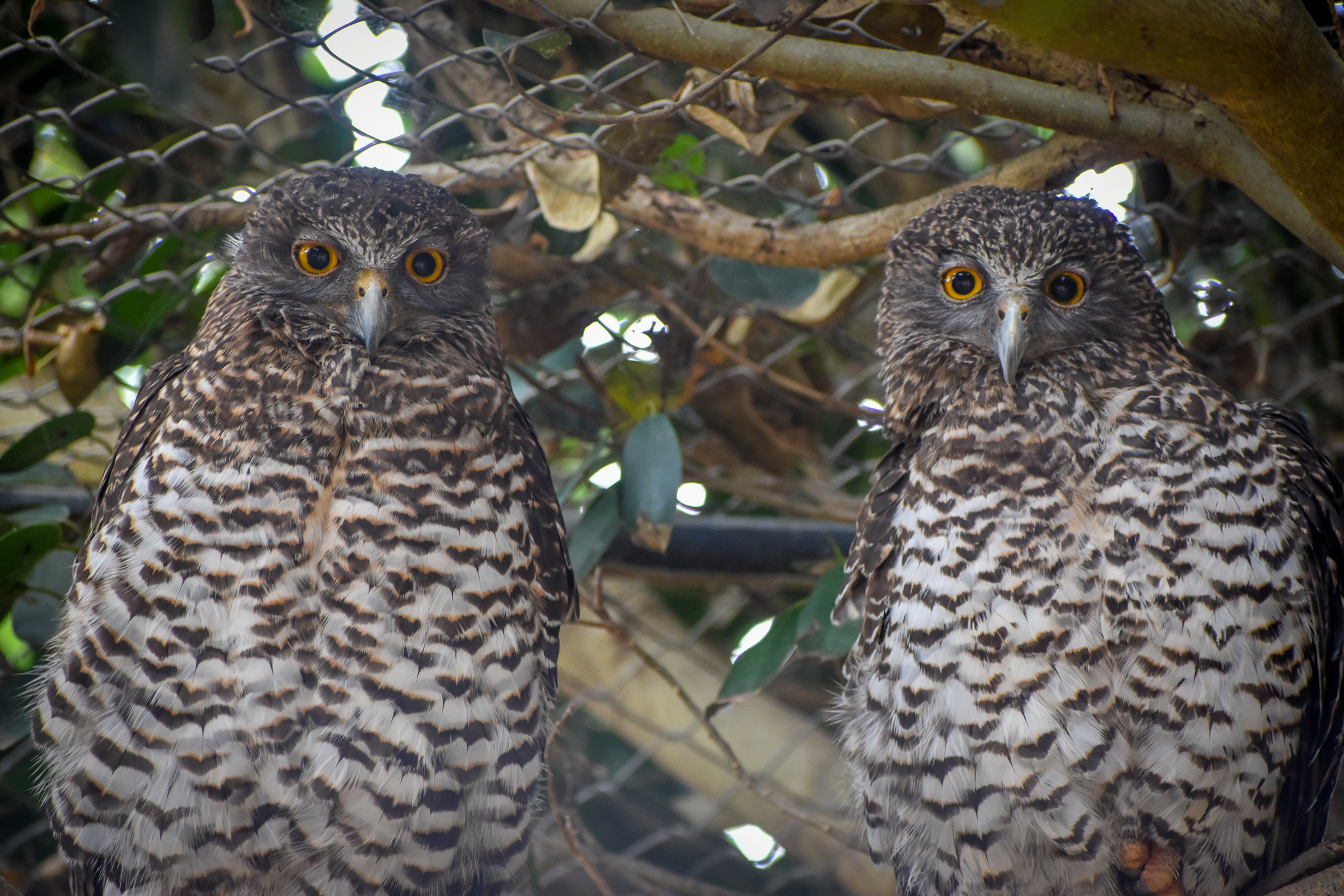 Powerful Owls