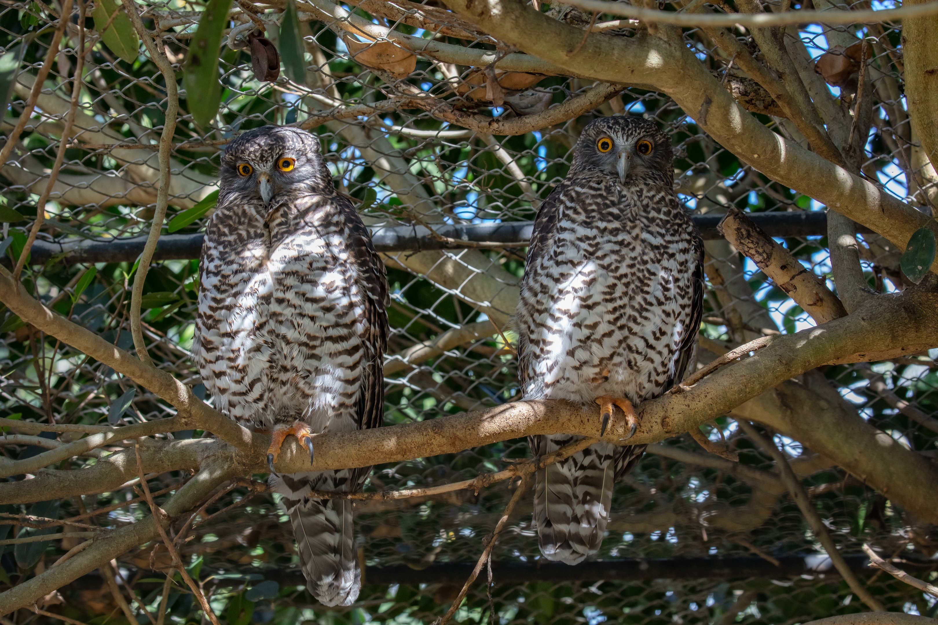 Powerful Owls