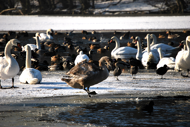 Poznan Zoo birds