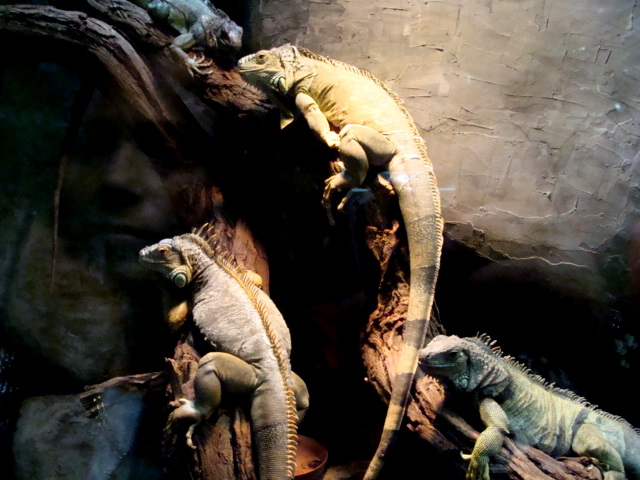 Poznan Zoo (Old) - Iguana iguana