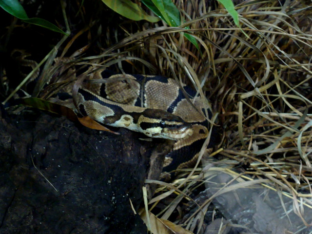 Poznan Zoo (Old) - Python regius