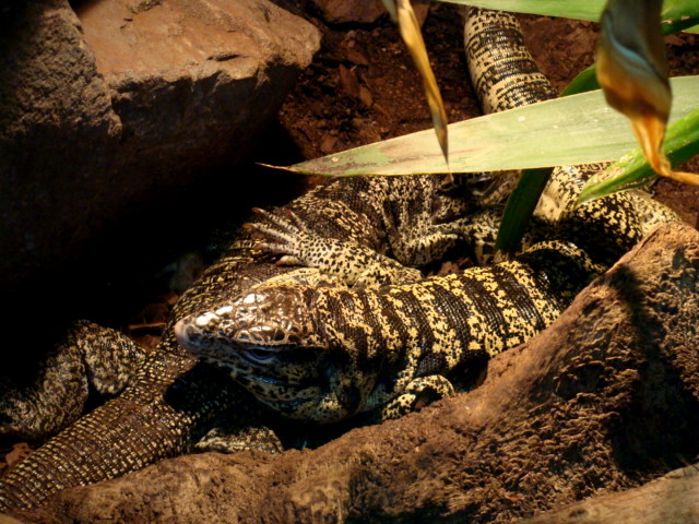 Poznan Zoo (Old) - Teju ???