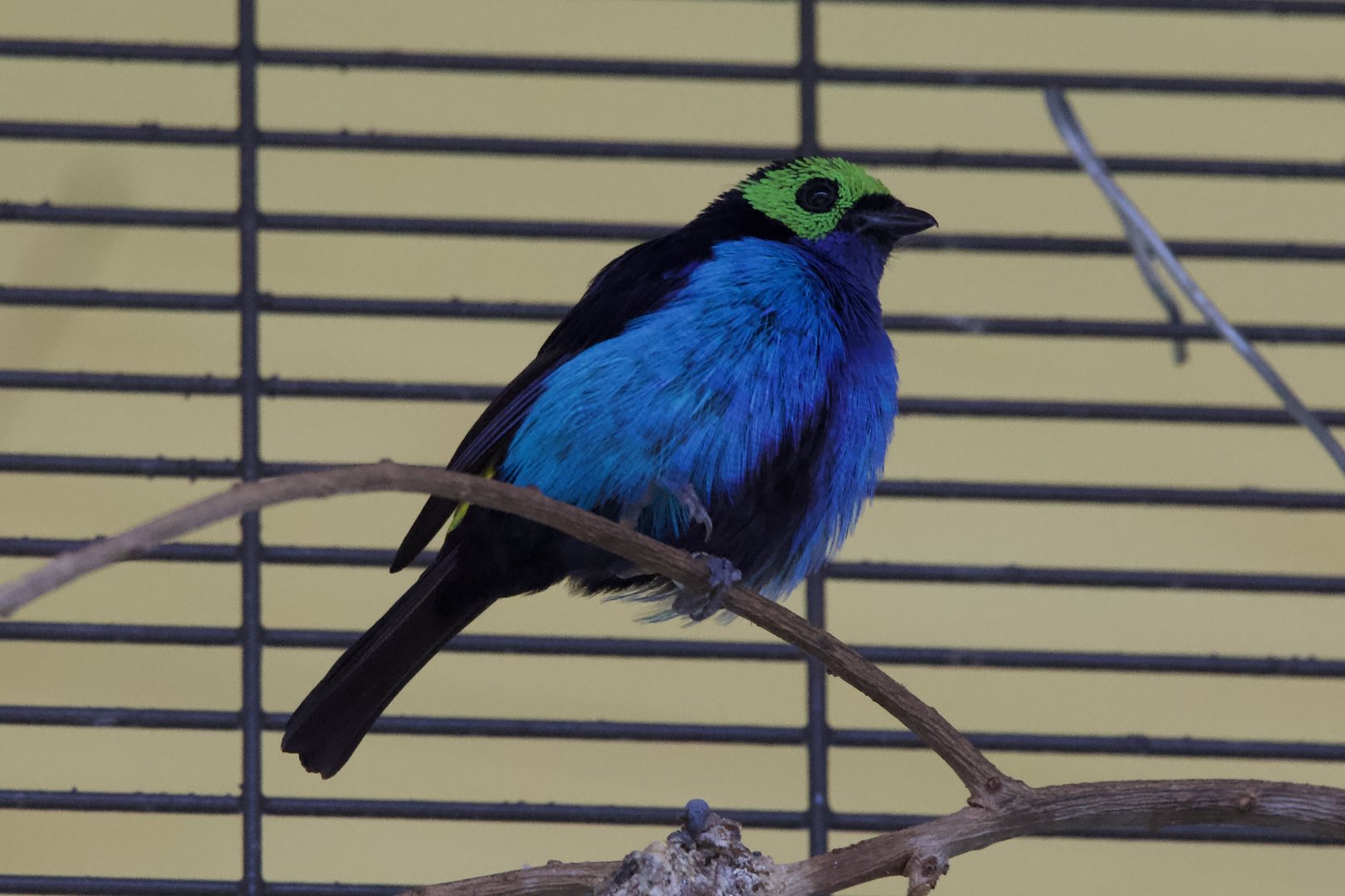 Pparadise tanager/ Tangara chilensis