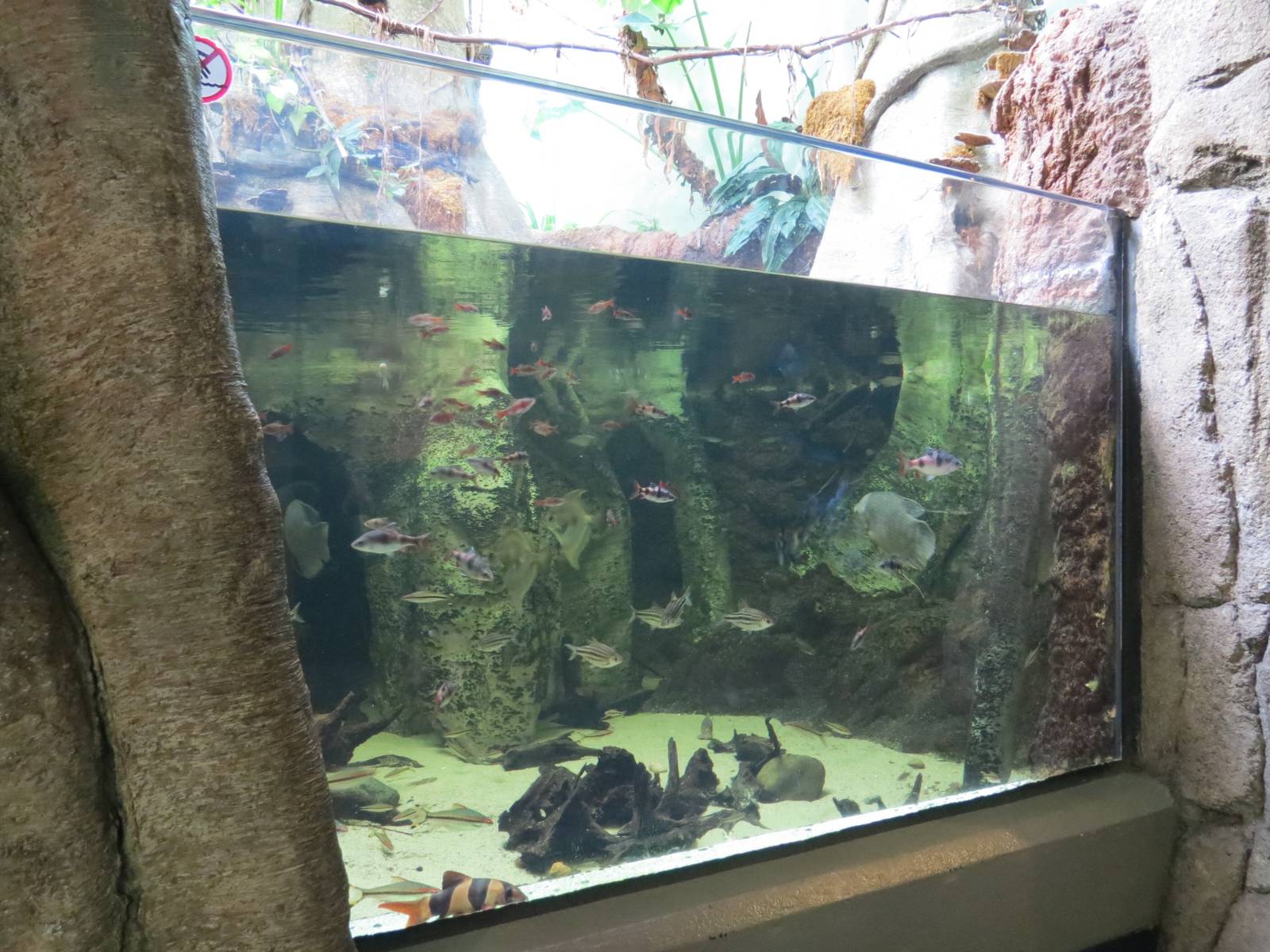 PPG Aquarium - A Freshwater Fortune - Asian Island Streams Exhibit