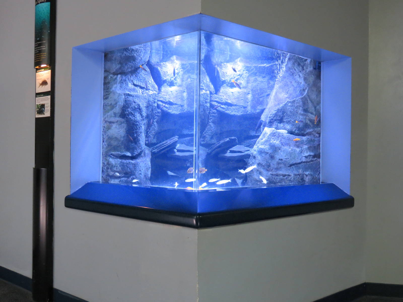 PPG Aquarium - A Freshwater Fortune - Brichardi Cichlid and Duboisi Cichlid