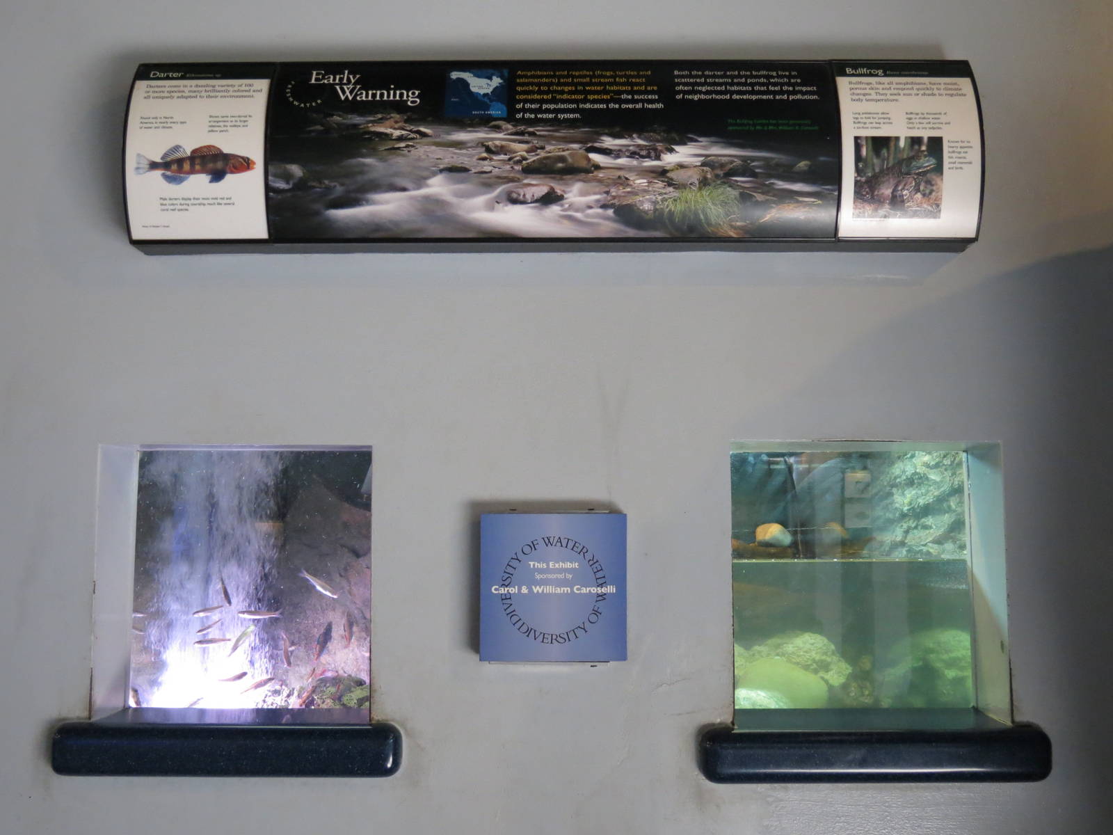 PPG Aquarium - A Freshwater Fortune - Bullfrog and Darter Exhibits