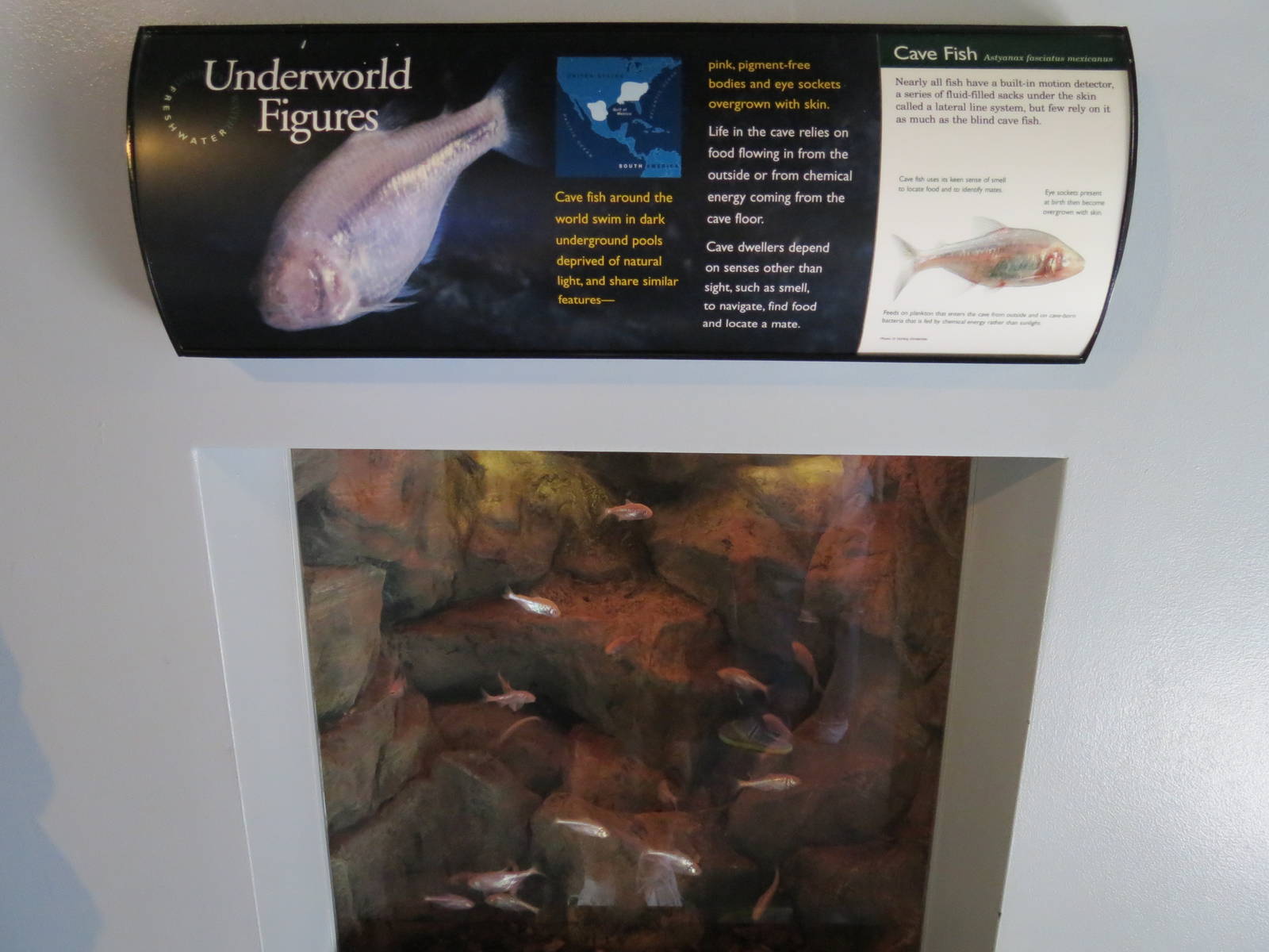 PPG Aquarium - A Freshwater Fortune - Cave Fish Exhibit