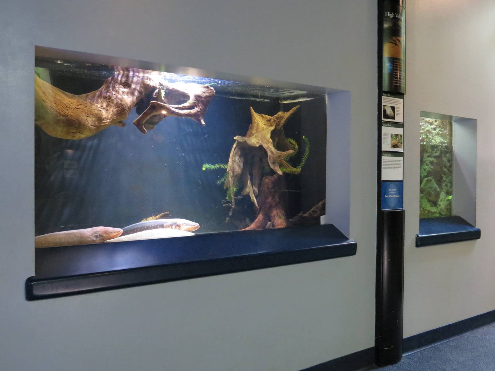 PPG Aquarium - A Freshwater Fortune - Electric Eel and Surinam Toad Exhibit