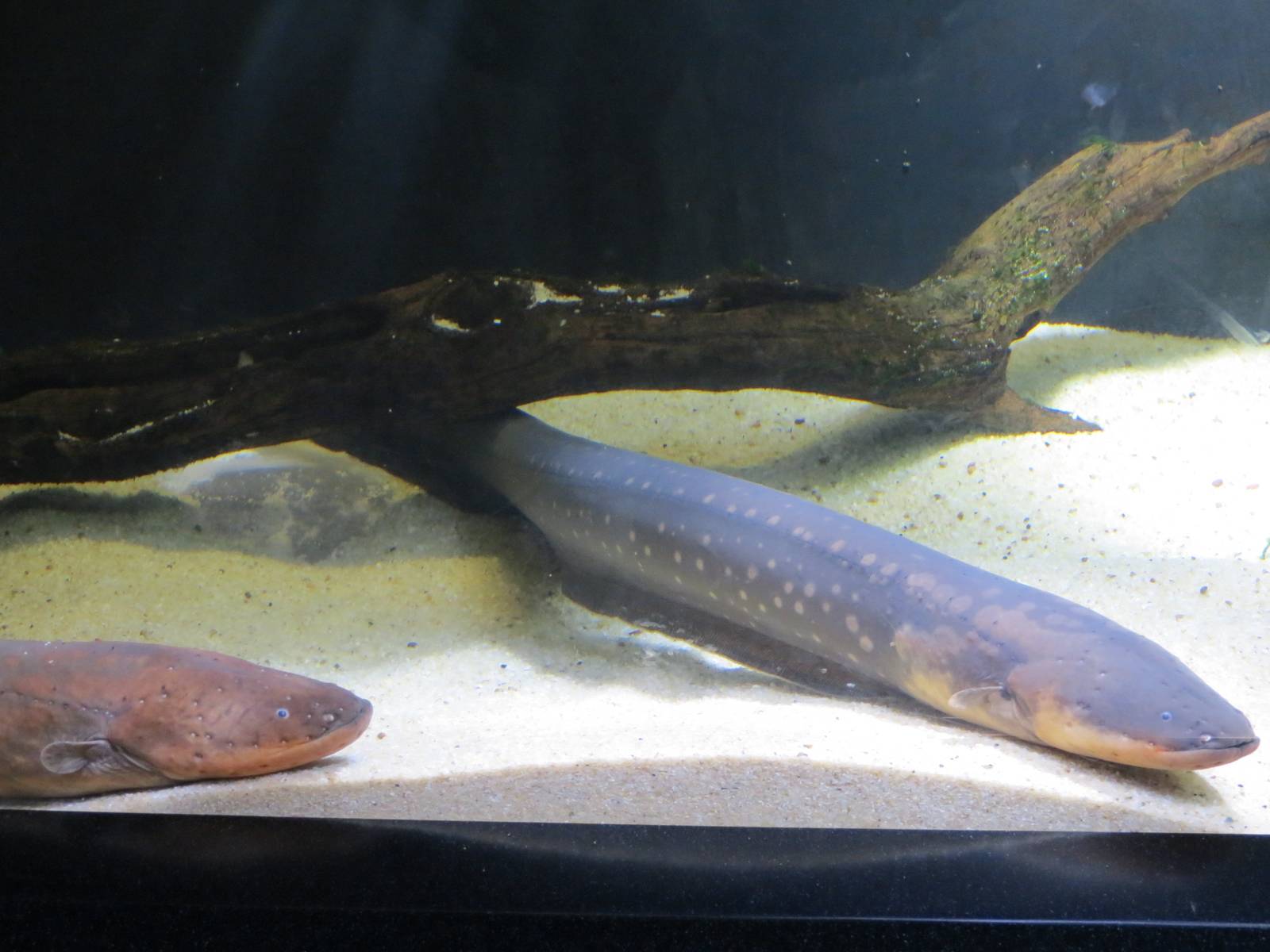 PPG Aquarium - A Freshwater Fortune - Electric Eel