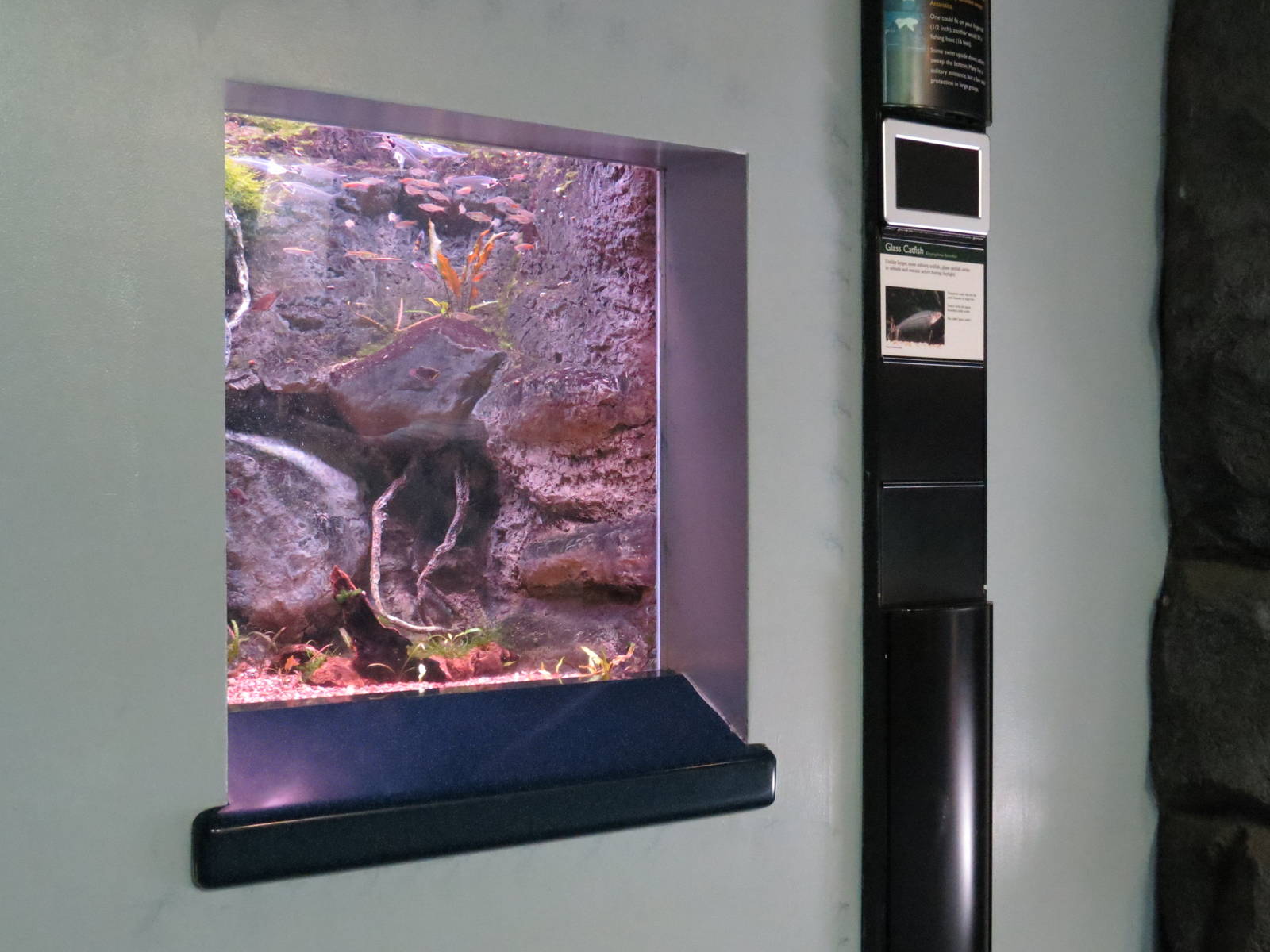 PPG Aquarium - A Freshwater Fortune - Glass Catfish Exhibit