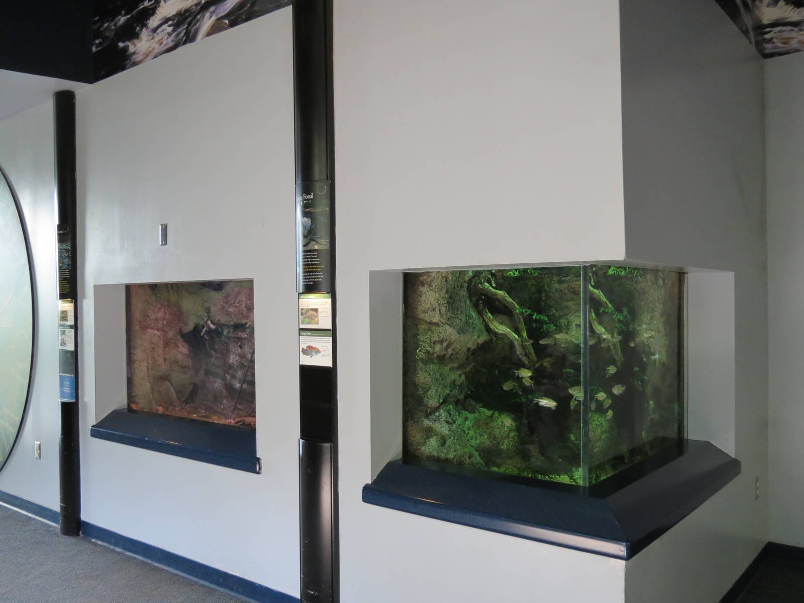 PPG Aquarium - A Freshwater Fortune - Hellbender and African Knifefish and