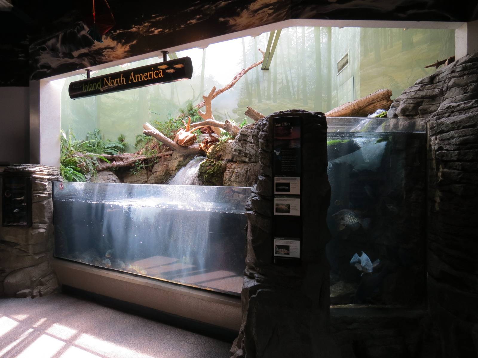 PPG Aquarium - A Freshwater Fortune - Inland North America Exhibits