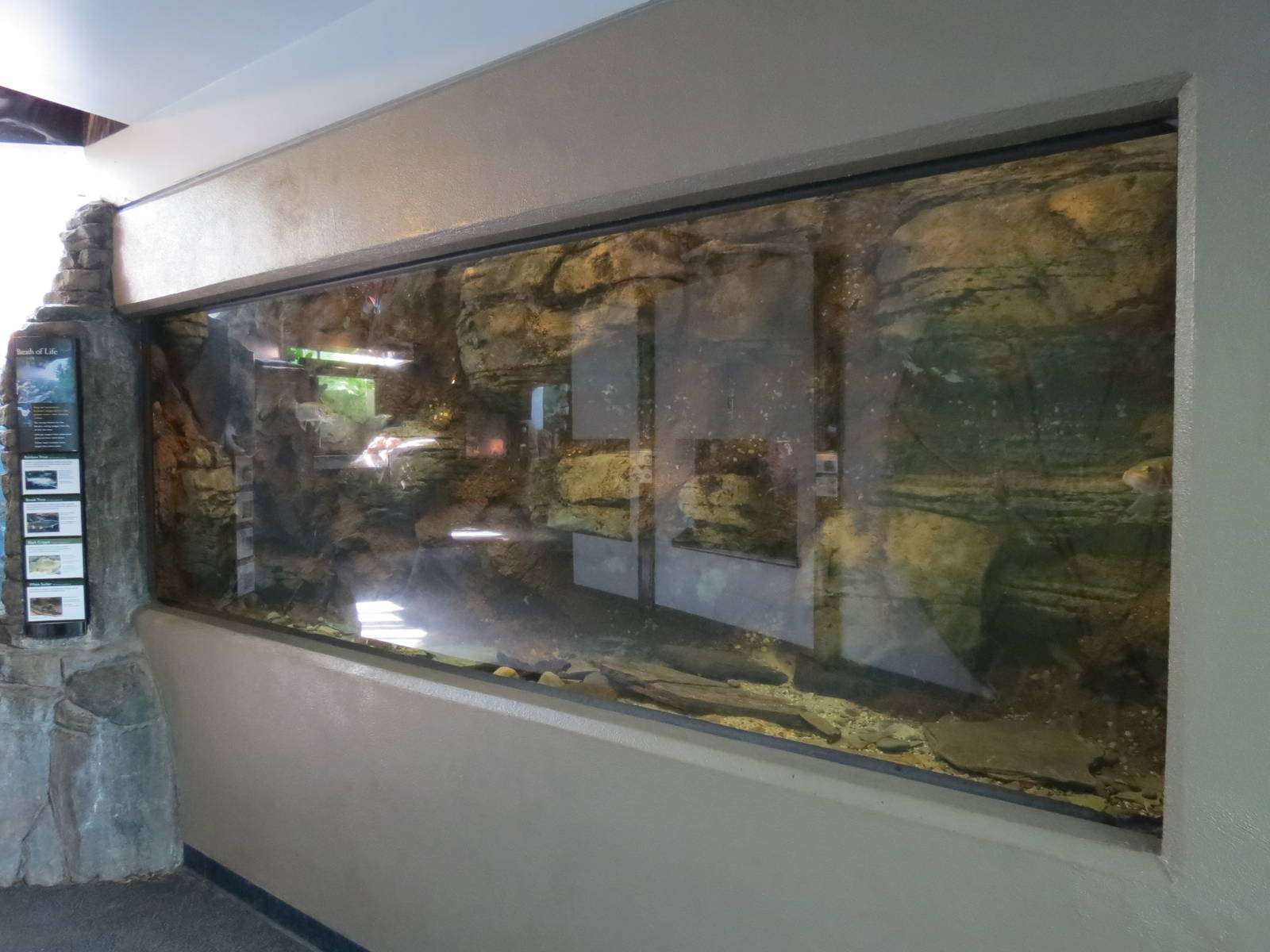 PPG Aquarium - A Freshwater Fortune - Rainbow Trout and Others Exhibit