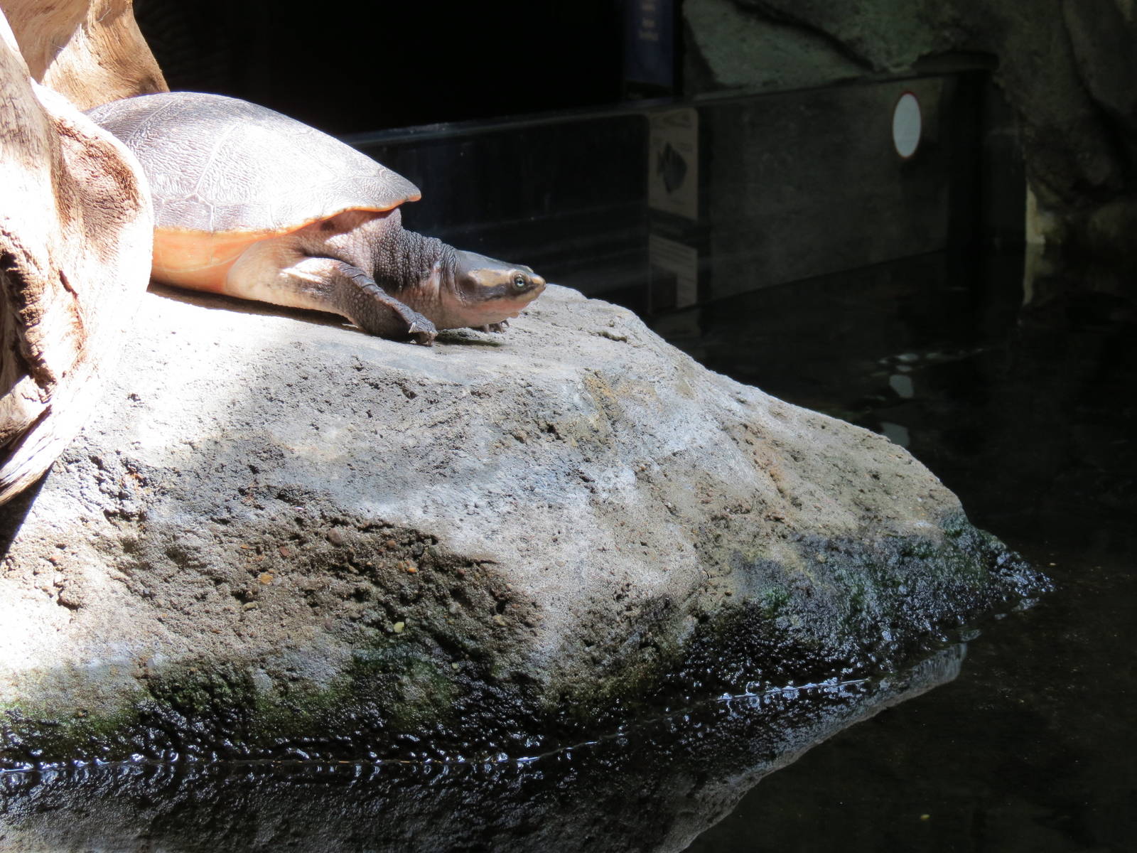 PPG Aquarium - A Freshwater Fortune - The Waters of Sahul Exhibit - Siebenr
