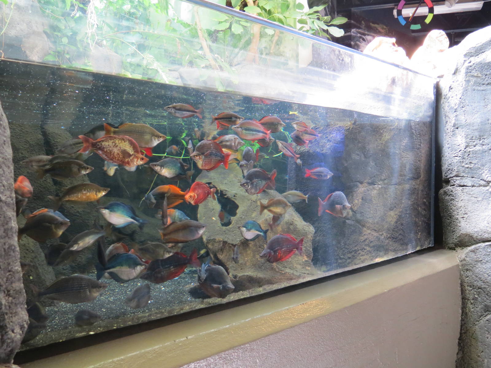 PPG Aquarium - A Freshwater Fortune - The Waters of Sahul Exhibit