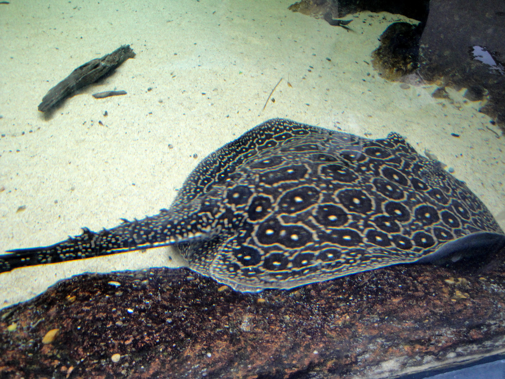 PPG Aquarium - Amazon Freshwater Ray