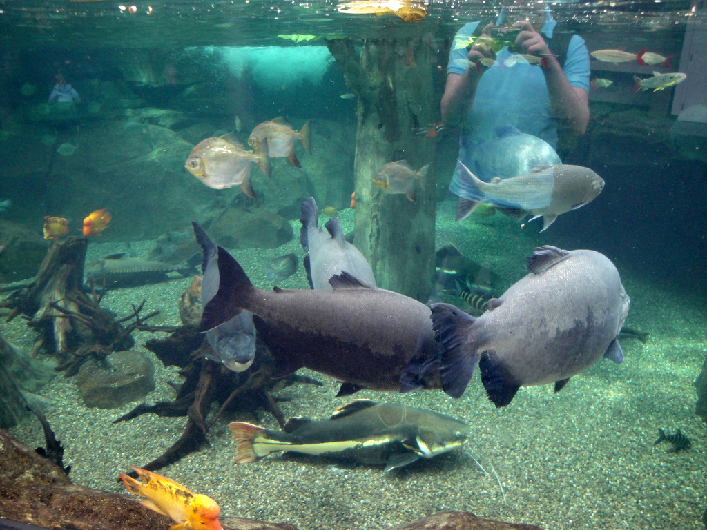 PPG Aquarium - Amazon River Tank