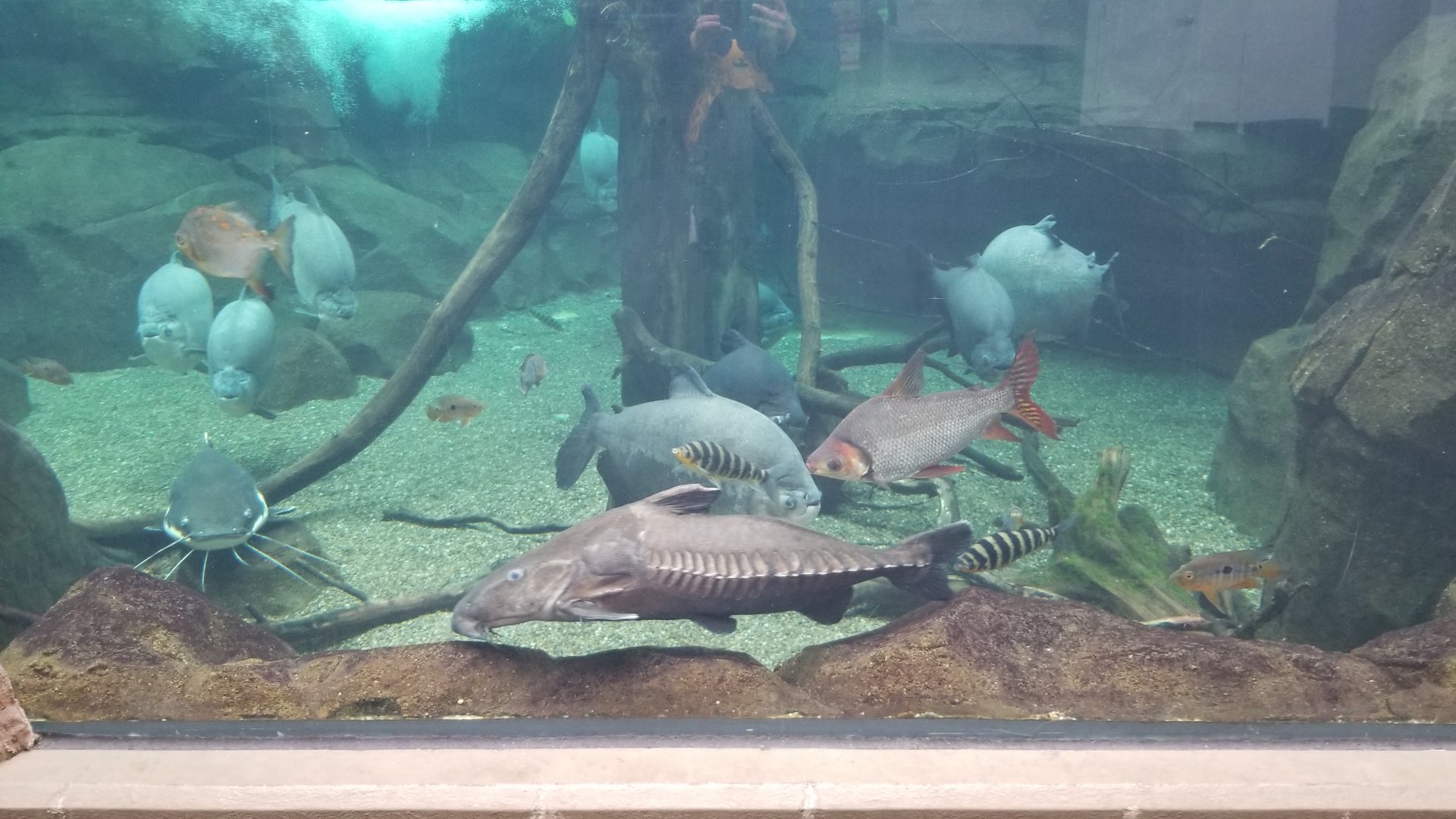 PPG Aquarium - amazon tank