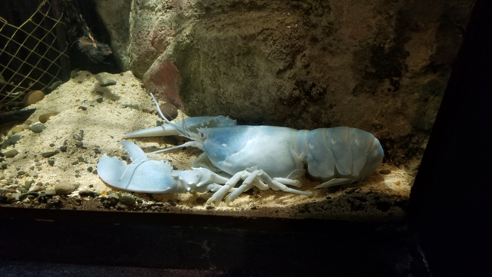 PPG Aquarium - american lobster