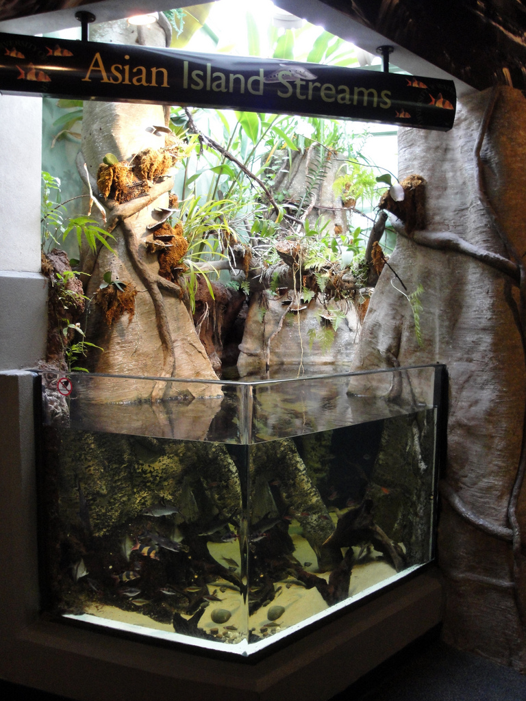 PPG Aquarium - Asian Island Steams Exhibit