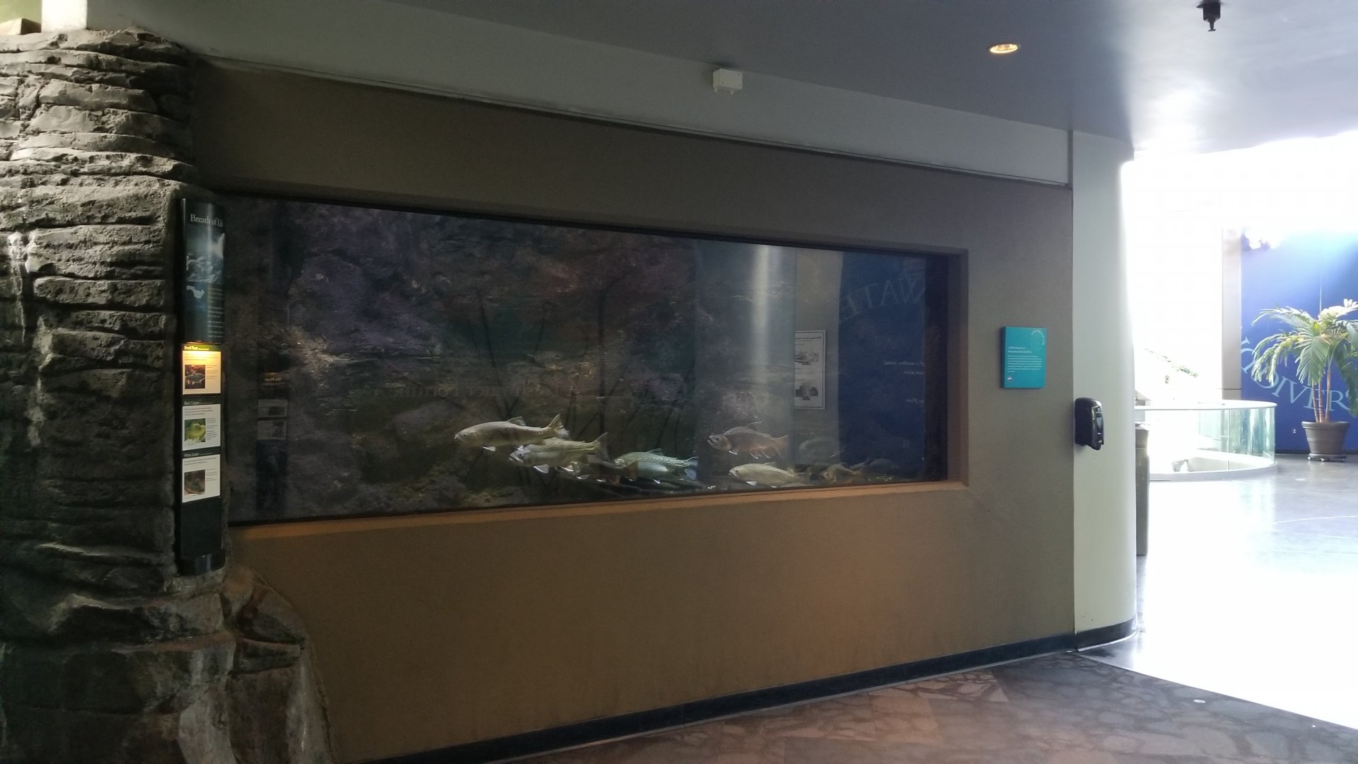 PPG Aquarium - Brook trout