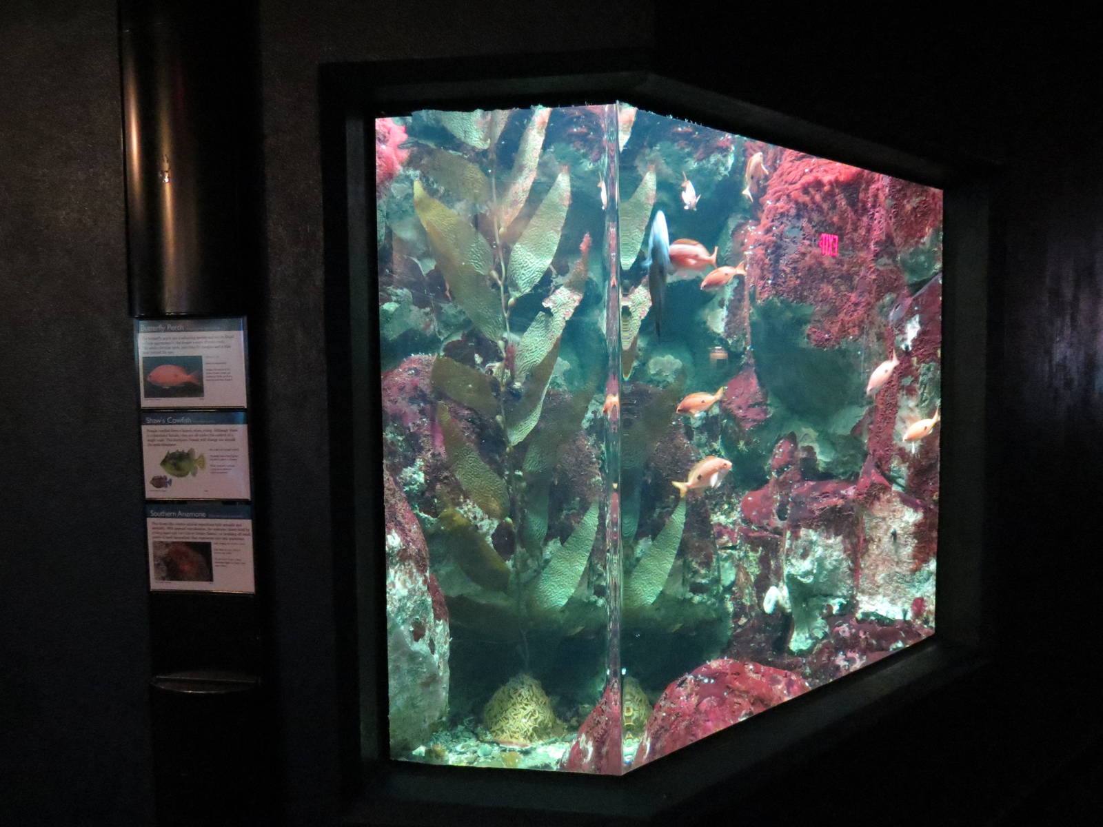 PPG Aquarium - Coldwater Climates - Butterfly Perch, Shaw's Cowfish, and So