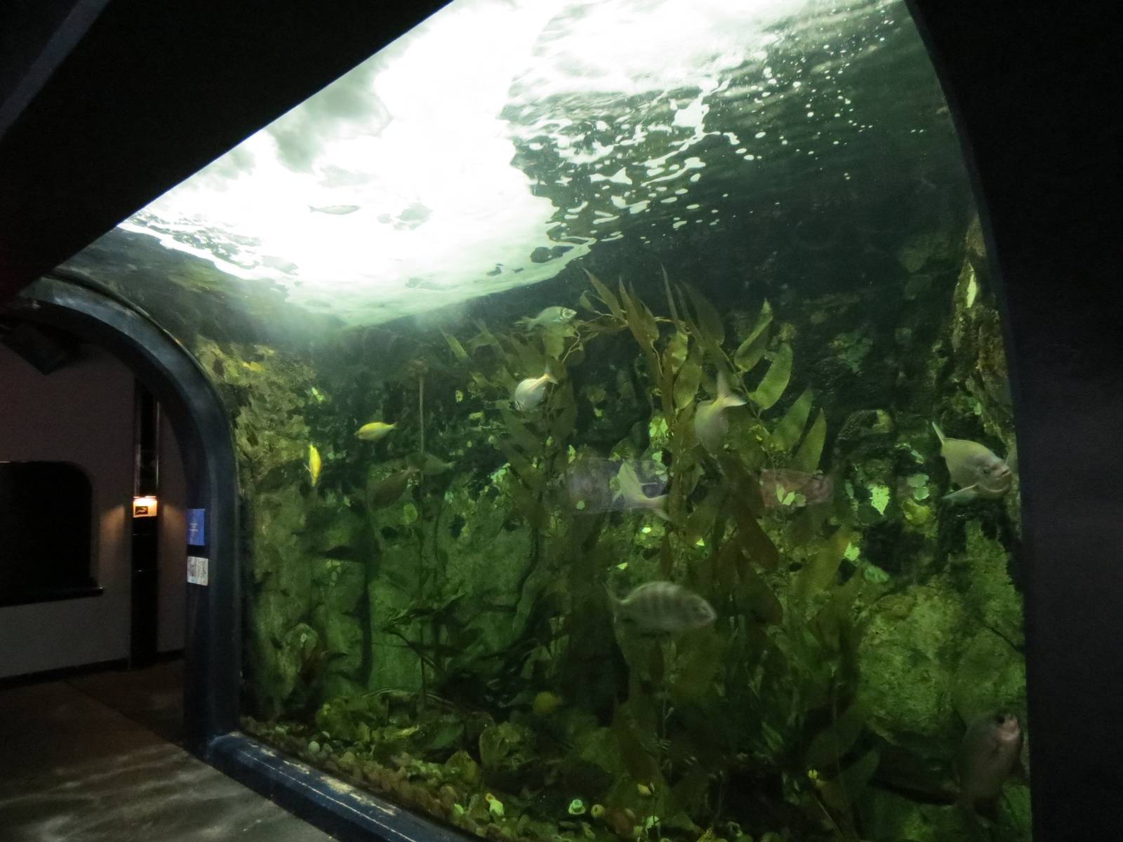 PPG Aquarium - Coldwater Climates - Dark Shyshark and Others Exhibit