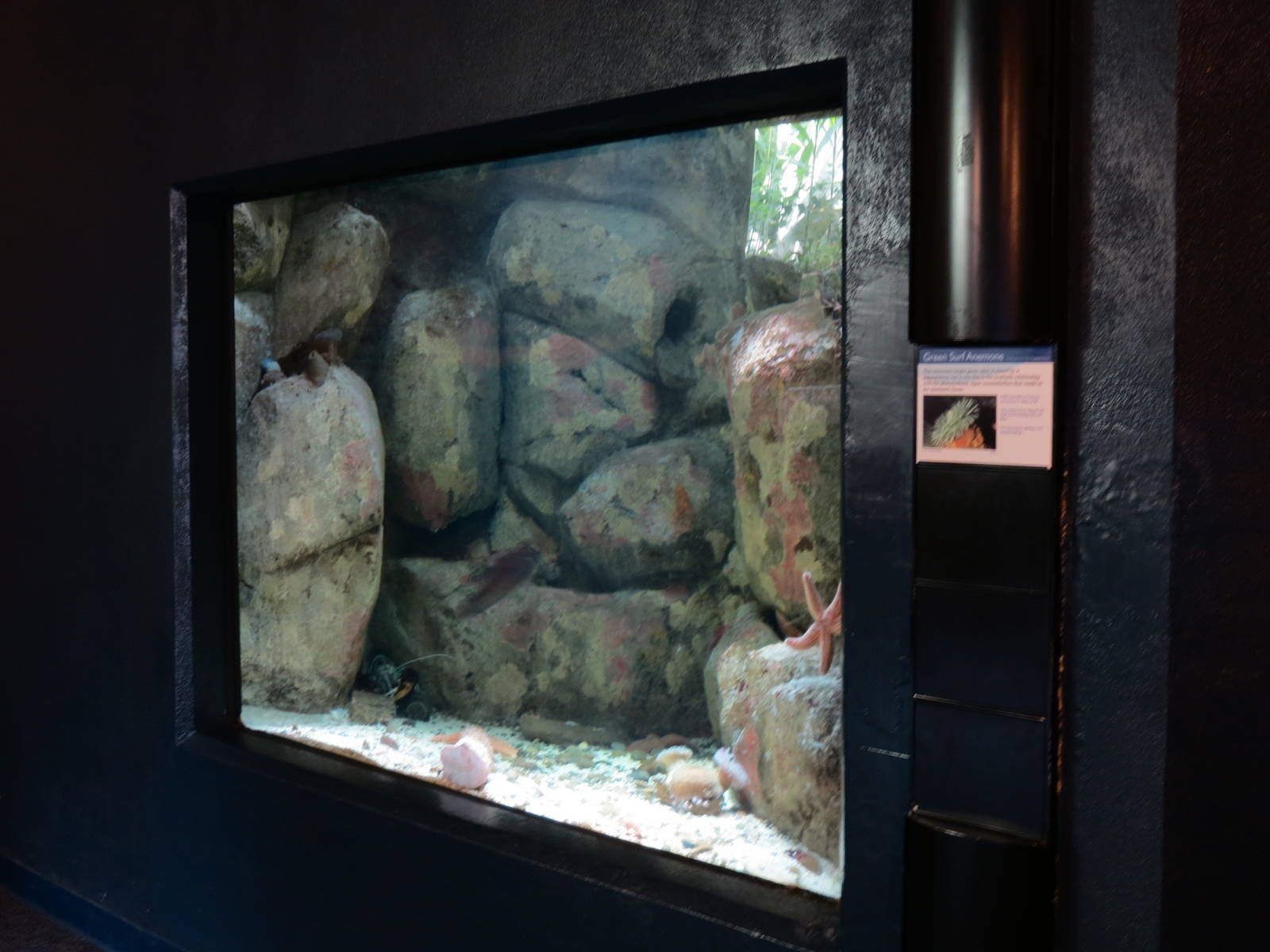 PPG Aquarium - Coldwater Climates - Green Surf Anemone Exhibit