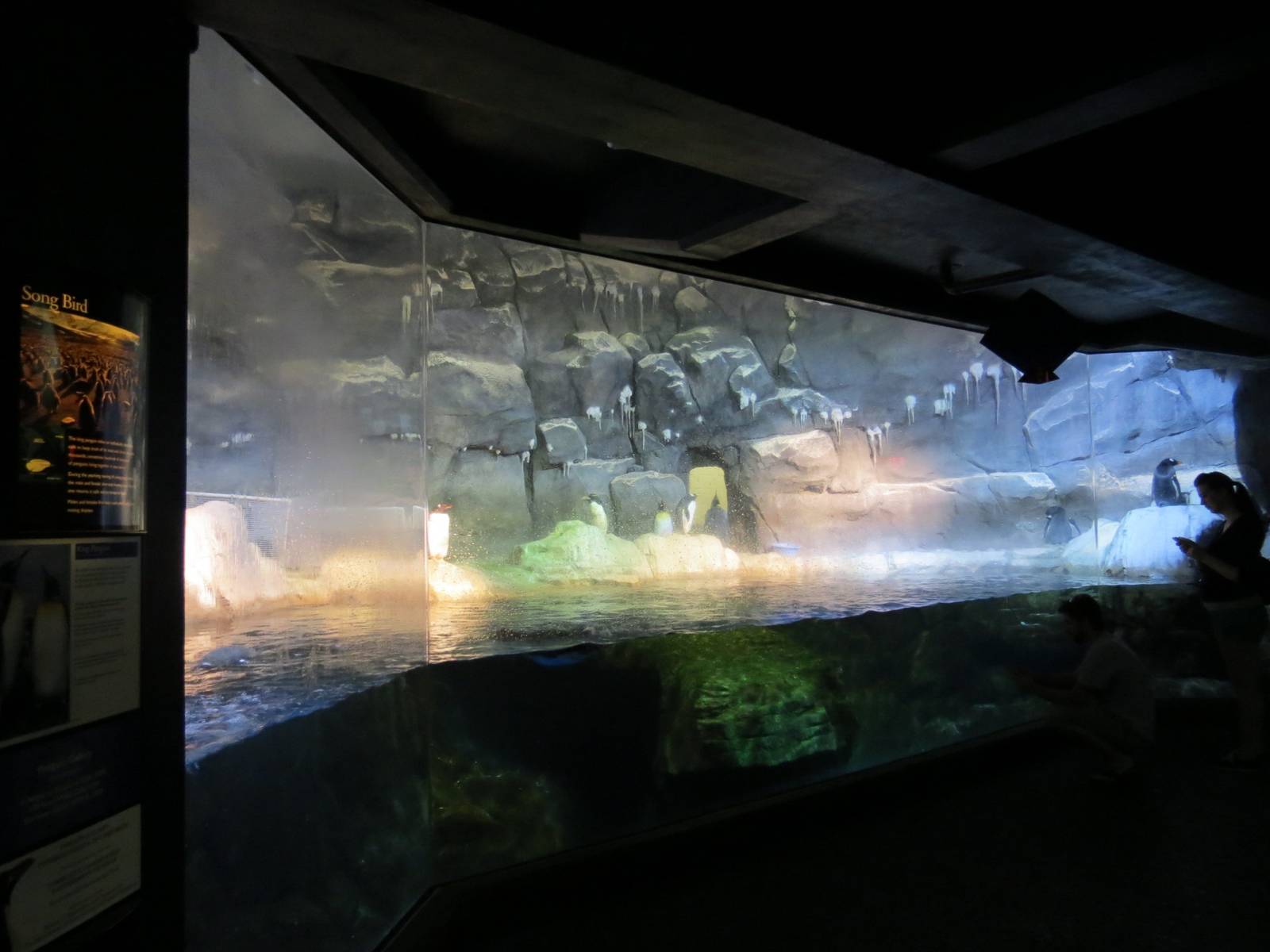 PPG Aquarium - Coldwater Climates - King, Macaroni, and Gentoo Penguin Exhi