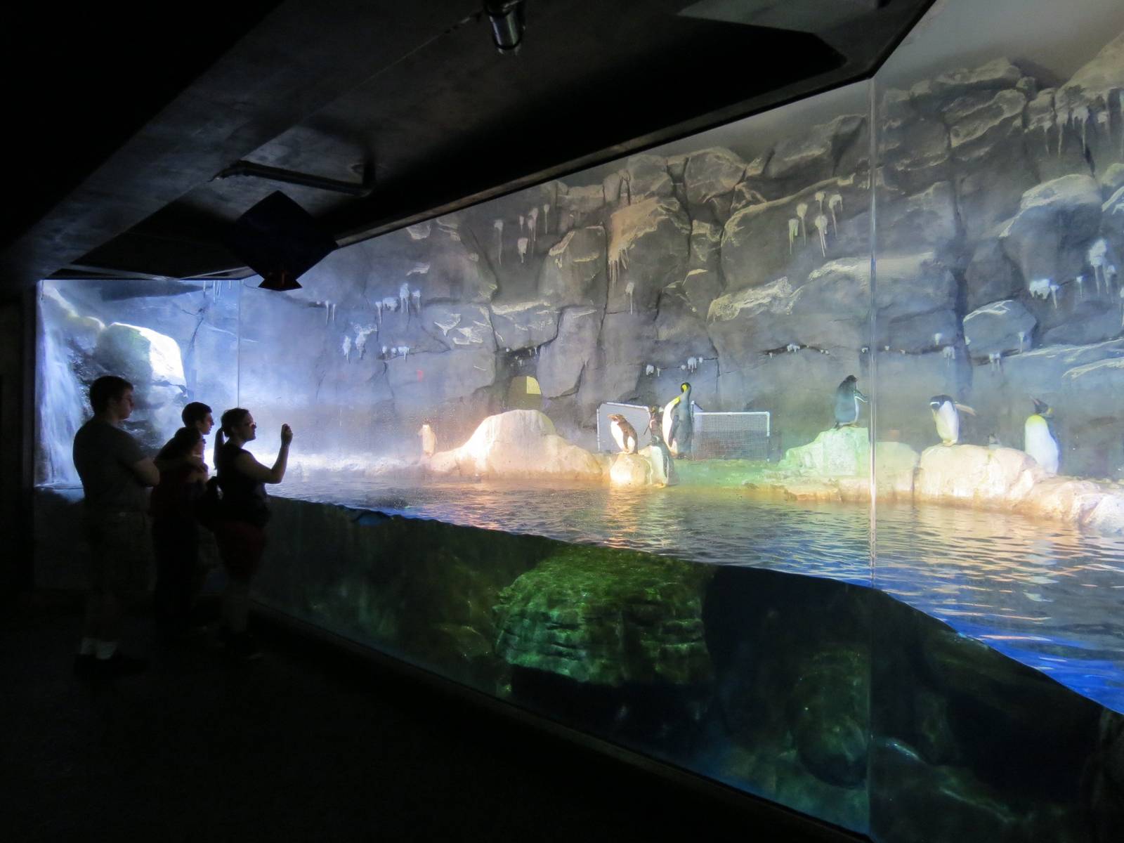 PPG Aquarium - Coldwater Climates - King, Macaroni, and Gentoo Penguin Exhi