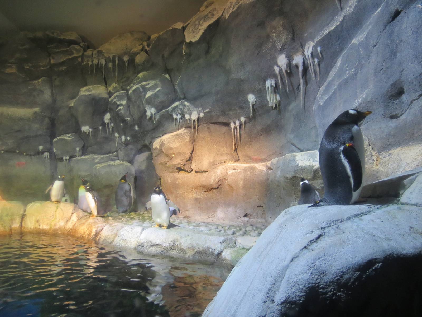 PPG Aquarium - Coldwater Climates - King, Macaroni, and Gentoo Penguin Exhi