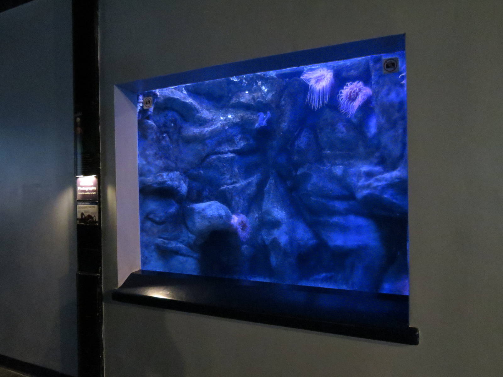 PPG Aquarium - Coldwater Climates - Pacific Giant Octopus Exhibit