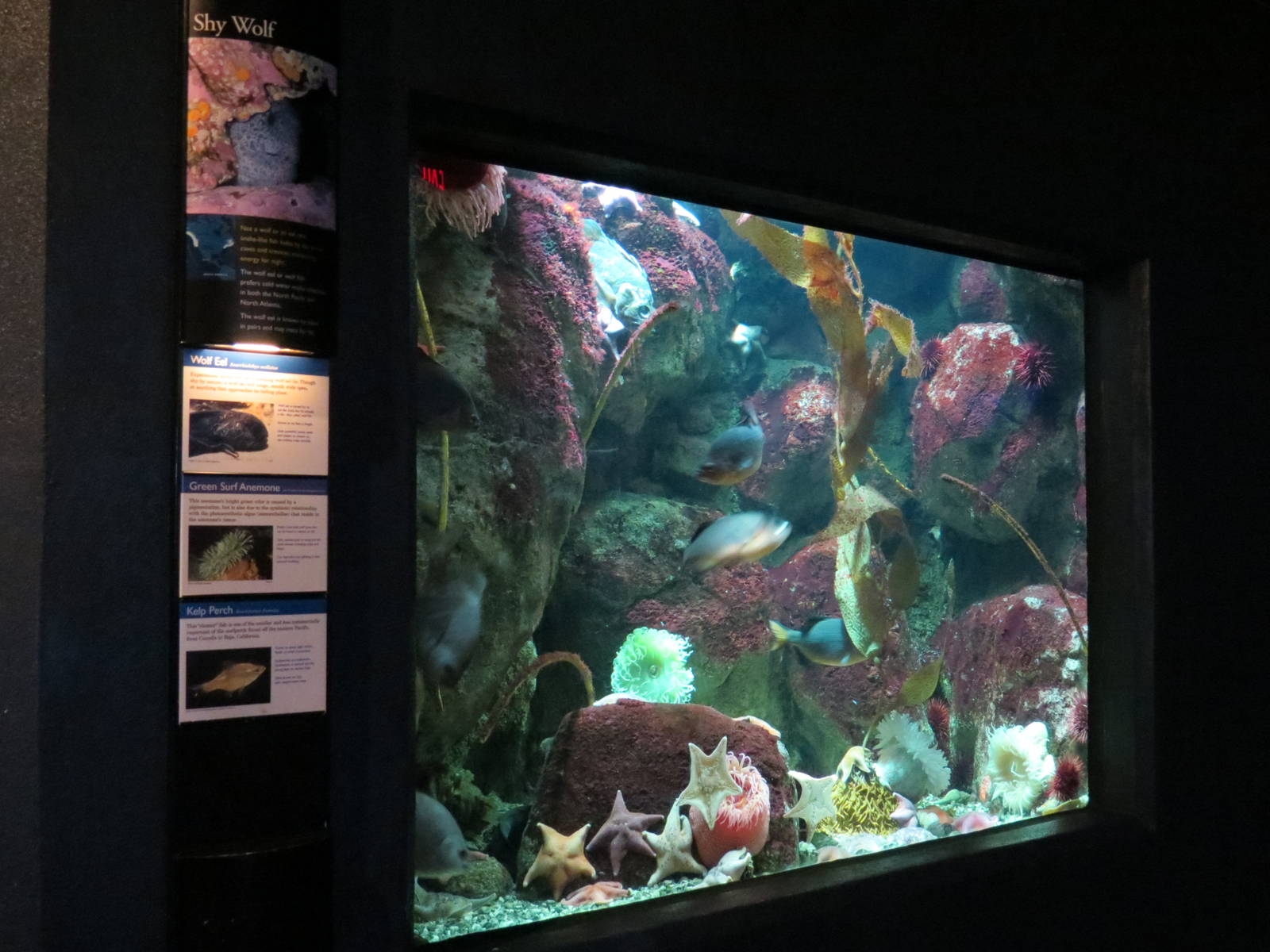 PPG Aquarium - Coldwater Climates - Wolf Eel, Green Surf Anemone, and Kelp