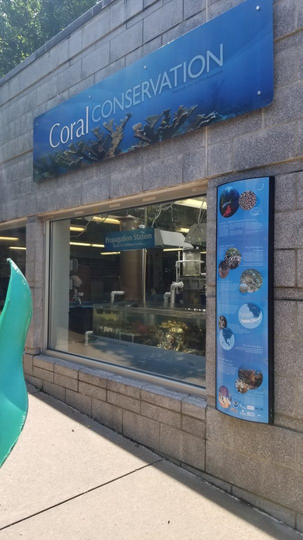 PPG Aquarium - Corals