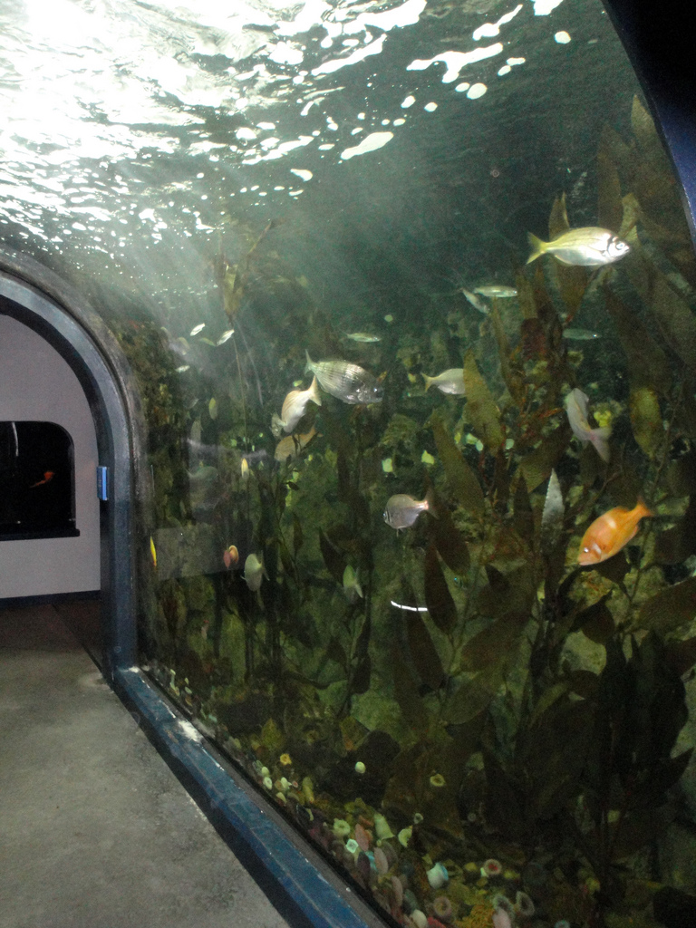 PPG Aquarium - Curved Coastal Tank