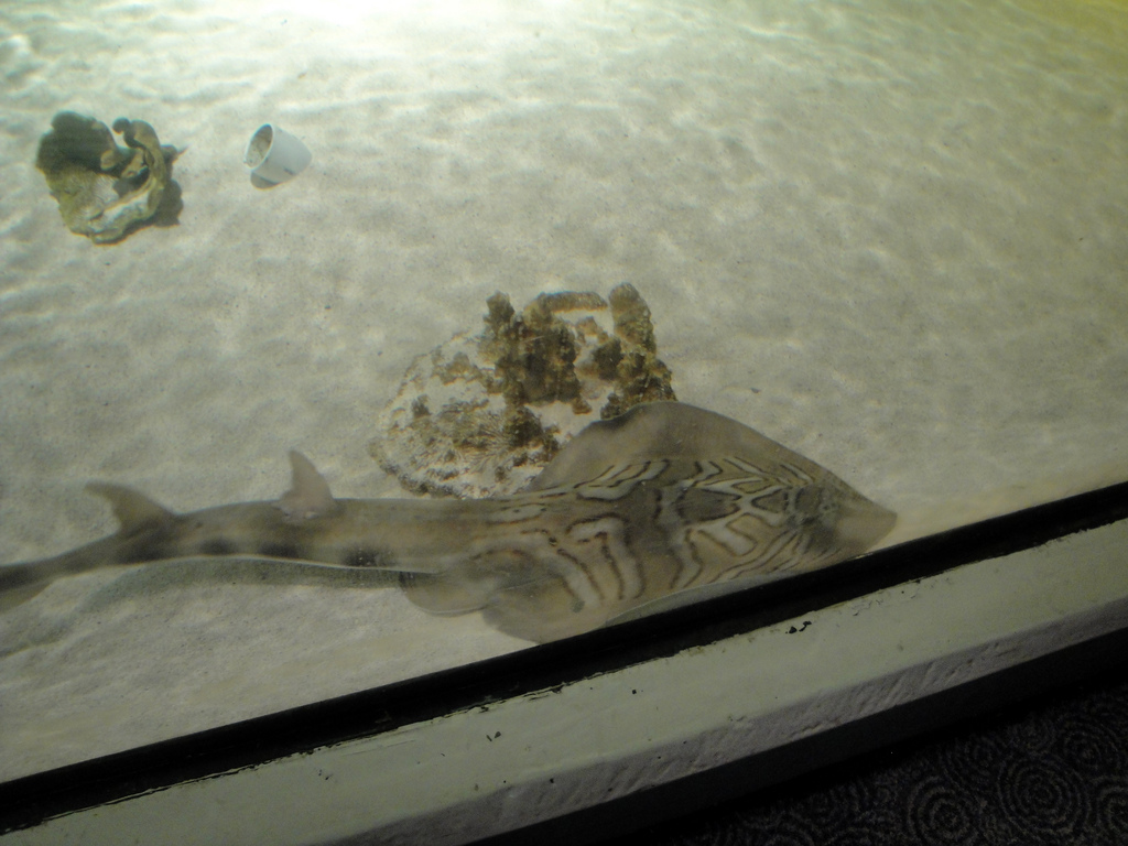 PPG Aquarium - Eastern Fiddler Ray